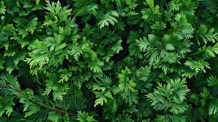 Poster - A close-up view of a bunch of green plants. Ideal for nature backgrounds