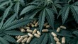 CBD marijuana leaves and medical pills, for natural healing concept, banner