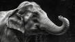   A black-and-white image of an elephant's face and trunk in action, as it sprays water