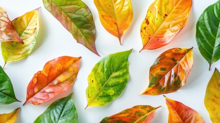 Poster - Vibrant collection of leaves on a clean background. Ideal for autumn themes