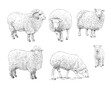 Sheep hand drawn sketch set. Vector art illustration.