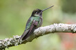 Talamanca Hummingbird or Admirable Hummingbird (Eugenes spectabilis)