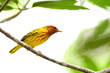Yellow Mangrove Warbler (Setophaga petechia bryanti )