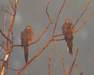 Two mourning doves on a branch