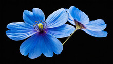 Flying Blue Petal Flowers Isolated On Background Cutout