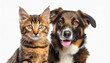 Portrait of Happy dog and cat that looking at the camera together isolated on white background, friendship between dog and cat, amazing friendliness of the pets