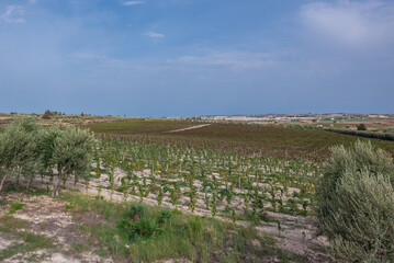 Poster - Terre di Noto di A. Di Marco vineyard on the island of Sicily, Italy