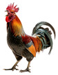 PNG A roaring chicken poultry rooster animal.