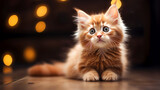Fototapeta Most - the most beautiful kitten
