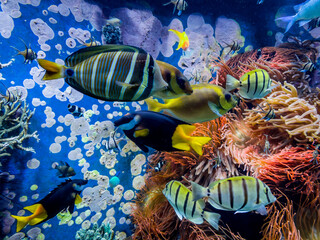 Wall Mural - Underwater scene.  Colorful and vibrant aquarium life