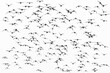 large flock of guillemots in flight