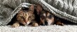 Cute cat and dog lying under a blanket on a white carpet in a portrait photography style. A cute jack russel terrier with a grey coat sitting next to an adorable brown ragdoll cat