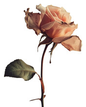 PNG Delicate Dried Rose Petal Flower Plant