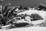 Fototapeta Krajobraz - A seagull resting on the defensive walls of the Santa Barbara castle in Alicante, Costa Blanca, Spain in black and white