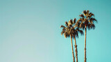 Fototapeta  - large palm trees with a beautiful cloudless blue sky