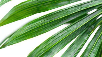 Poster - Close-up of a plant with water droplets, perfect for nature concepts