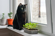 A black cat sits on a windowsill near a plastic container with seedlings