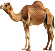 The Camel: Desert’s Majestic Navigator