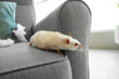 White rat with chewed pillow on sofa at home, closeup. Pest control concept