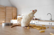 White rat with raw pasta on table in kitchen, closeup. Pest control concept