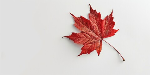 Poster - A striking red leaf on a plain white background. Perfect for nature and minimalist concepts
