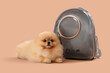 Cute Pomeranian v with backpack carrier lying on beige background