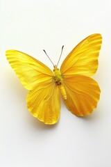 Poster - Beautiful yellow butterfly resting on a white background. Suitable for nature and wildlife themes