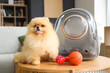 Cute Pomeranian dog with backpack carrier and toys on table at home