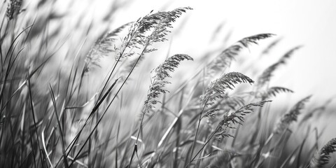 Black and white photo of tall grass, suitable for nature themes