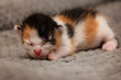 One-week-old kitten sleeping with tongue sticking out