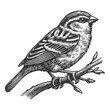 sparrow, perched on a branch, showcasing the bird delicate features and natural poise sketch engraving generative ai vector illustration. Scratch board imitation. Black and white image.