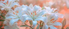 White Lilies In Full Bloom. Each Lily Boasts Six Delicate, Curved Petals That Exude Elegance And Purity.