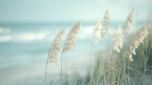 Delicate Dune Grass Sways Gently In The Coastal Breeze, Set Against A Soft, Tranquil Seascape..