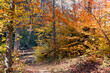 Path Curving Through Autumn Woods