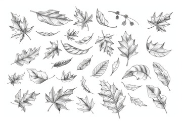  Leaf wind doodle line sketch set. Hand drawn doodle wind motion, air blow, leaf falling elements. Sketch drawn air weather, autumn falling concept. Isolated vector illustration vector icon, white back