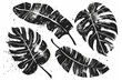 Palm leaf hand drawn crayon brush illustration. Foliage black tropical jungle leaves monstera, banana tree leaf texture silhouette elements. Hand drawn grunge black texture. Vector illustration. vecto