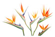 PNG Bird of paradise flowers plant white background inflorescence