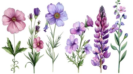 Wall Mural - set of purple and pink garden flowers close-up, watercolor illustration on white background
