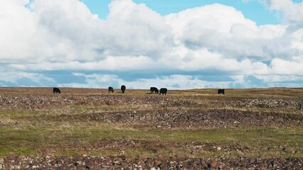 Poster - Black cattle on rocky field eating grass with pretty clouds 