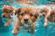A group of puppies are swimming in a pool. Summer heat concept, background
