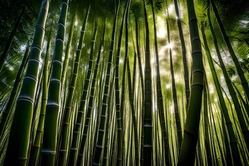  bamboo forest in the morning