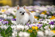 Pies rasy chihuahua stoi między kwitnącymi krokusami