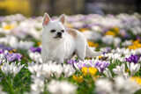 Fototapeta Dmuchawce - Pies rasy chihuahua stoi między kwitnącymi krokusami