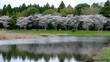 千葉県、大池の桜、桜が池に映る