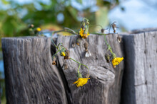 An Old Grey Colored Dead Log With Multiple Small Yellow Flowers Around The Top Of The Stump. The Log Is Covered With Dandelion Flowers. A Green And Blue Background Of Trees And Sky Are Behind The Wood