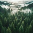 The beautiful mist mixed with the tranquility of the air revealed a mist-shrouded forest nestled on the mountain.  creating a beautiful landscape  A coveted landscape where the tranquil elegance of na