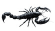 A Black Scorpion. Ink and Venom