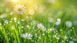  In a sun-kissed meadow, a carpet of lush green grass is dotted with delicate white daisies, their petals gently swaying in the breeze. 