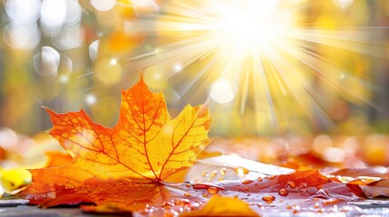 Wall Mural - Vivid autumn maple leaf with water droplets shining under a radiant sunbeam, symbolizing fall.