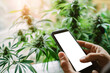 Close up of person using smartphone for looking information about medicinal cannabis with plants in the background. Mobile screen in blank for copy space